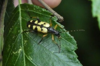 Longhorn beetle, Farnham GP, 6/7/2019 Peter Thomson Longhorn beetle