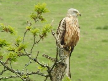 Red Kite at Scar House, 25/5/2018, Ian Webster Red Kite