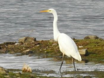 Great Egret, Nosterfield NR 11/01/2019, Ian Webster Great Egret
