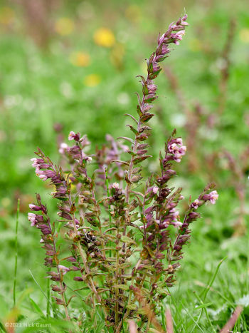 Red Bartsia (Odonites vernus), FGP, 09-08-21, Nick Gaunt Red Bartsia