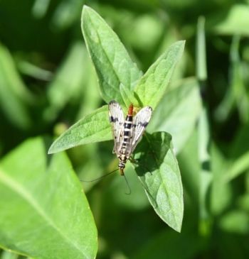 Scorpion Fly, Waitby Greenriggs, 25/6/2017, Nigel Harcourt-Brown Scorpion-Fly-DSC_1883