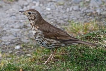 Song Thrush, Knox Mill 20/07/2016 Peter Thomson Song Thrush