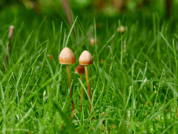 Turf Bell (Galerina graminea), Nun Monkton, 18-10-20, Nick Gaunt Turf Bell (Galerina graminea)