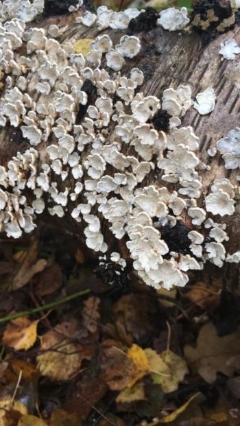 Plicatura crispa, Birkham Wood, 31/10/2020 Muff Upsall Plicatura crispa