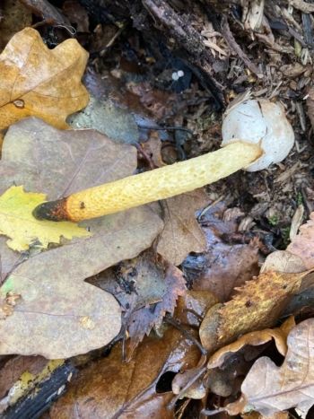 Dog Stinkhorn (Mutinus caninus) 24/11/2020 Muff Upsall Dog Stinkhorn