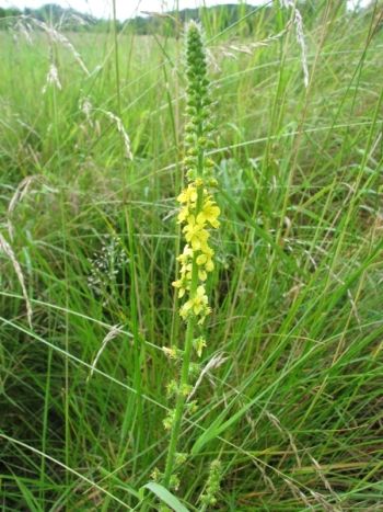 Agrimony, Farnham, 09/07/2009 Mike Smithson Agrimony