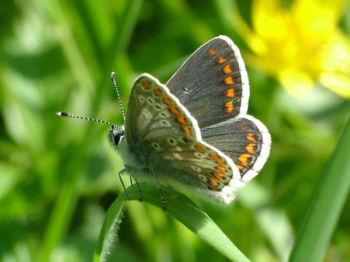 Brown Argus, Almsford, 01/05/2007 David Tipping Brown Argus
