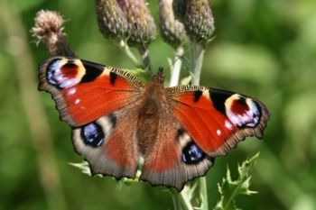 Peacock, Almsford Bank 18/04/2011 David Tipping Peacock