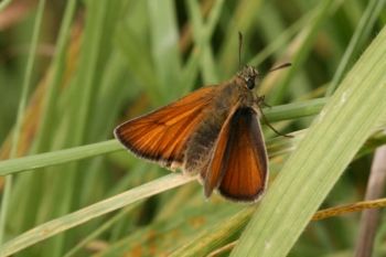 Small Skipper, Almsford Bank August 2007 David Tipping Small Skipper