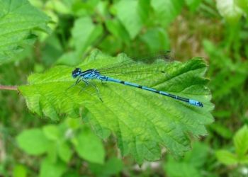 Azure Damselfly, Farnham 30/05/2010 Mike Smithson Azure Damselfly