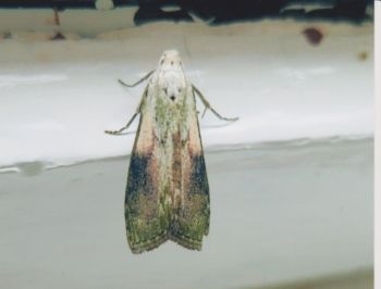 Bee Moth (Aphomia sociella), Farnham GP, 29/05/2014 Mike Smithson Bee Moth