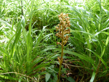 Bird's Nest Orchid, Fountains 03/07/2013 Will Rich Bird's Nest Orchid