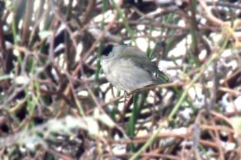 Blackcap, Eastfield, Knaresborough 23/01/2013 Alan Medforth Blackcap