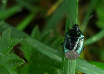 Blue Shieldbug - Zicrona caerulea Staveley 01/04/2014 Alan Draper Blue Shieldbug