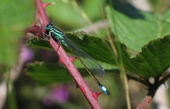 Blue-tailed Damselfly, 16/07/2006 Sue Evison Blue-tailed Damselfly