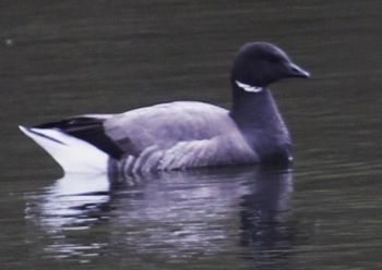 Brent Goose, Farnham 08/05/2013 Harry Marcroft Brent Goose