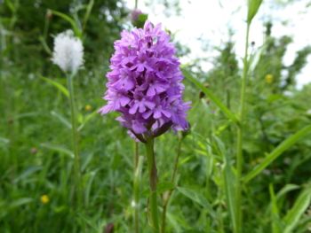 Pyramidal Orchid, Burton Leonard Quarry 12/07/2015 Will Rich Pyramidal Orchid