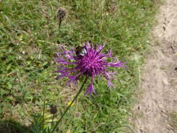 Greater Knapweed, Burton Leonard Quarry 12/07/2015 Will Rich Greater Knapweed