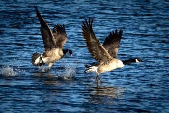 Canada Goose, Nosterfield 2013/04/03 Malcolm Jones Canada Goose