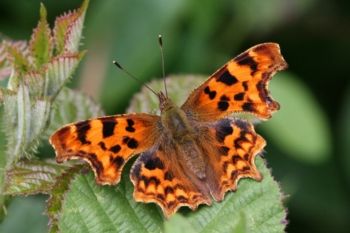Comma, Chambers Farm Lincolnshire, 05/07/2007 David Tipping Comma