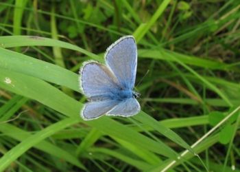 Common Blue, Farnham, 05/09/2010 Mike Smithson Common Blue