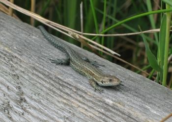 Common Lizard, Hickling Broad 24/06/2006 David Tipping Common Lizard