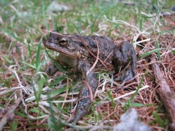 Common Toad Common Toad