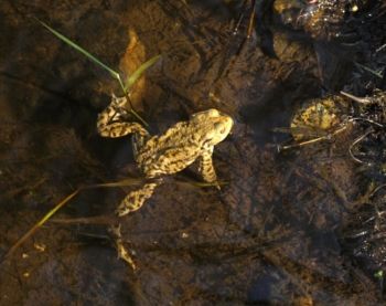 Common Toad, Farnham GP, 20/03/2009 Sue Evison Common Toad