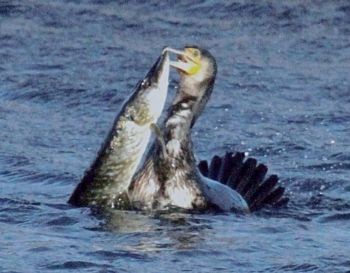 Cormorant and pike, Staveley 06/02/2013 Harry Marcroft Cormorant