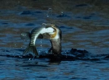 Cormorant and pike, Staveley 06/02/2013 Harry Marcroft Cormorant