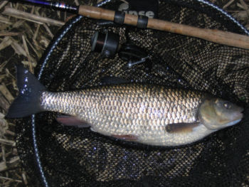 Chub River Nidd, Cowthorpe 12/03/2006 David Tipping Chub