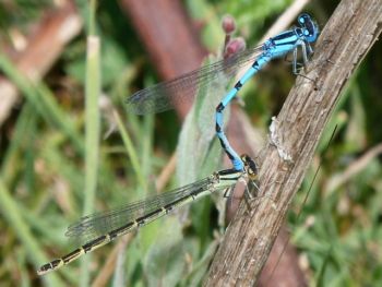 Damselflies Farnham GP 14/07/2013 Will Rich Damselflies