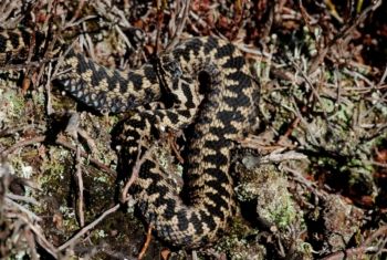 Adder (male), Paul Irving male Adder