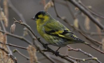 Siskin ♂ High Batts 07/03/2009 Paul Irving Siskin ♂