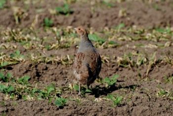 Grey Partridge, Paul Irving Grey Partridge