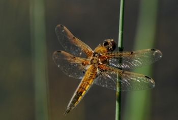 Four-spotted Chaser, StaveleyNR 14/06/2012 Paul Irving Four-spotted Chaser