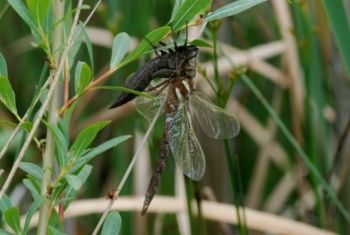 Brown Hawker, Paul Irving Brown Hawker