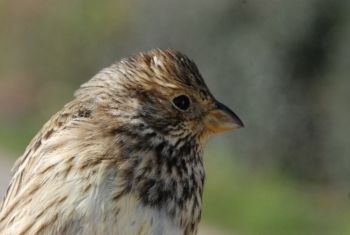Corn Bunting, Nr Ripon 17/03/2009 Paul Irving Bunting, Corn