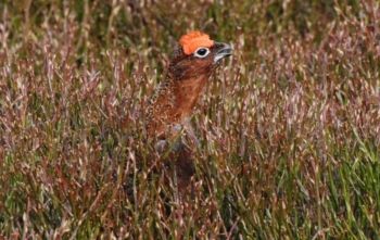 Red Grouse ♂ Pott Moor 05/05/2009 Paul Irving Red Grouse ♂