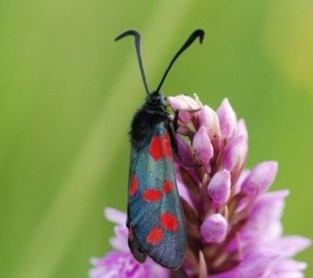 Six-spot Burnet, Staveley NR 07/07/2009 Paul Irving Six-spot Burnet