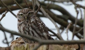 Little Owl, Nosterfield Quarry, 03/04/2010 Paul Irving Little Owl