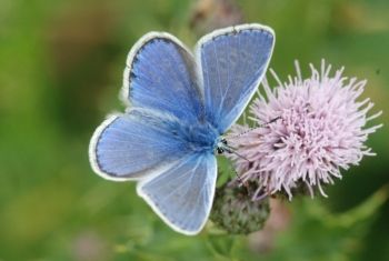 Common Blue (male), Nosterfield NR 01/08/2010 Paul Irving Common Blue (male)