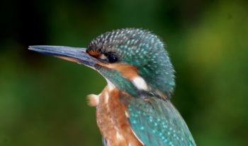 Kingfisher, Paul Irving Kingfisher
