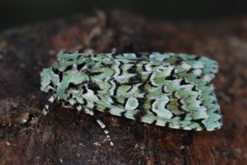 Merveille du Jour Sharow 16/10/2010 Paul Irving Merveille du Jour