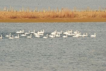 Whooper Swans, Paul Irving Whooper Swans