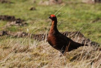 Red Grouse ♂, Paul Irving Red Grouse ♂