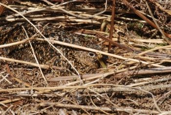 Red Grouse (♀, on nest), Masham Moor, 17/05/2011 Paul Irving Red Grouse (♀, on nest)