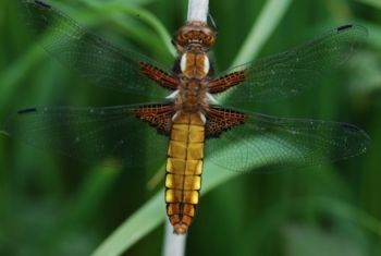 Broad-bodied Chaser, Paul Irving Broad-bodied Chaser