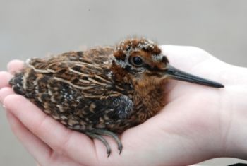 Snipe (chick) Eavestone Moor 14/03/2011 Paul Irving Snipe (chick)