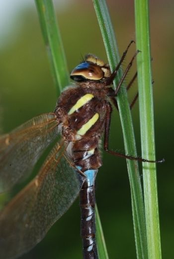 Brown Hawker, Paul Irving Brown Hawker